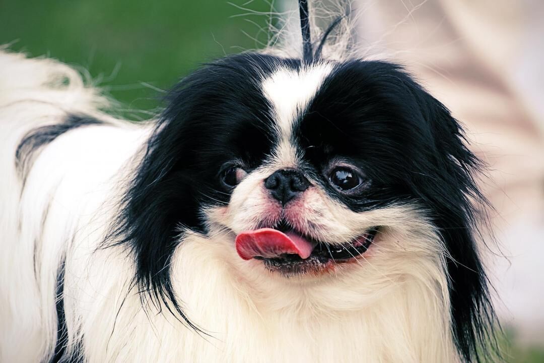 #23. Japanese Chin